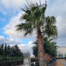 귤중옥 | 귤나무가 있는 제주 안덕면 숙소 귤중옥 내돈내잠 후기