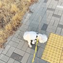 퍼피봉봉 | 동원뉴트리플랜 강아지 습식, 화식 사료 5가지 맛 후기