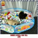 일보시개 24시 애견호텔&애견유치원 이미지
