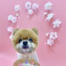 강아지미용실 정독 이미지