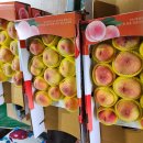 경북의성 반디농원 복숭아 잔여수량(흠과 포함)판매 이미지