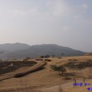 면작