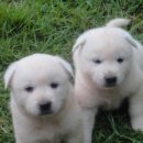 내품에 강아지 이미지