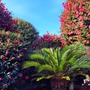 꽃들의 향연 이미지