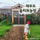 올리브 농장 | 제주도 서쪽 아이와 가볼만한곳 제주 올리브 스텐다드 농장 체험 후기