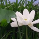 연꽃어린이공원 이미지