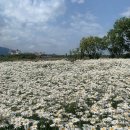 하늘바람꽃농원 | 속초 카페소개, 속초 수국축제, 속초 빛의바다 소개
