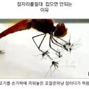 잠자리