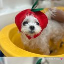 꾸니베어 이미지