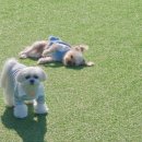 모글리몽 이미지