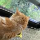 대한사료 노동조합 | 고양이사료추천 캐나다사료 bezzy cat 1.2kg 후기