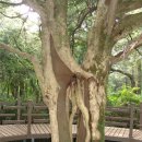 천년비자 이미지