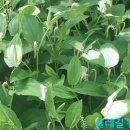 삼백초 이미지