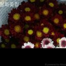 청화꽃집