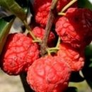 압해도 용마을 | 산호농장 도라지배즙 효능 + 배도라지즙 맛 후기