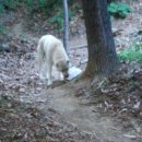 들개농장 이미지