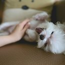 하나동물의료센터 | 김포동물병원 믿음 주는 김포 씨엘동물의료센터 후기