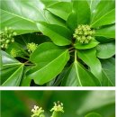 황칠나무[黃漆木: Dendropanax morbifera] 이미지