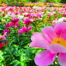 398-3-000134 | [경남/추천명소]창녕 함박공원 작약 지금 가볼만한곳｜4만 포기 꽃밭과 만년교 코스