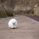 화이트 퍼피 켄넬 이미지