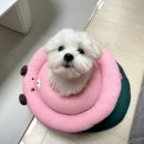 송이종합동물병원 네이버블로그