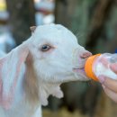 대비농장2 이미지