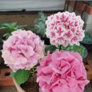 장일농장 이미지