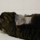 날으는 동물병원 이미지