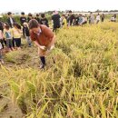 황금들녘 이미지