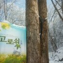 다래팜핑