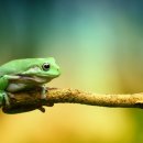 개구리집 이미지