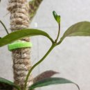 콜드라이 이미지