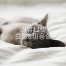 커뮤니캣 고양이 호텔&미용실 이미지