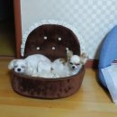 멍바라기 이미지