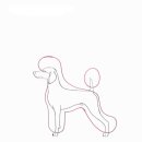 중앙애견 이미지