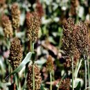 김삿갓식당 이미지