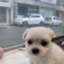 똥깡아지애견샵 이미지