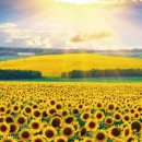 금빛해바라기 주식회사 이미지