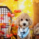 늘봄반려견유치원 이미지