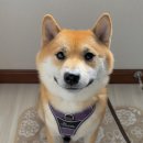 산책갈까 이미지