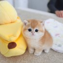 손헤어뉴스 | 수지고양이분양 동글둥글 골드브리티쉬숏헤어 소개해요~!!