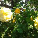 부엉이해장국 이미지