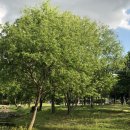 봉황대공원(주차장입구) 이미지