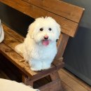 수피아(SUPIA) | [대전|유성맛집]솥뚜껑본가수피아|닭볶음탕맛집|내돈내산