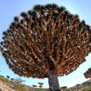＜이국(異國) 풍경＞ 마다가스카르 바오밥 나무 이미지