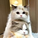 요고요고 이미지