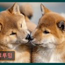 캄그루밍 이미지