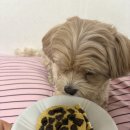 댕냥이 점빵 이미지