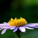 들꽃산장 이미지