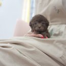 베리독 강아지고양이 평택본점 이미지